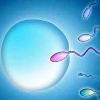 Оплодотворение яйцеклеток in vitro